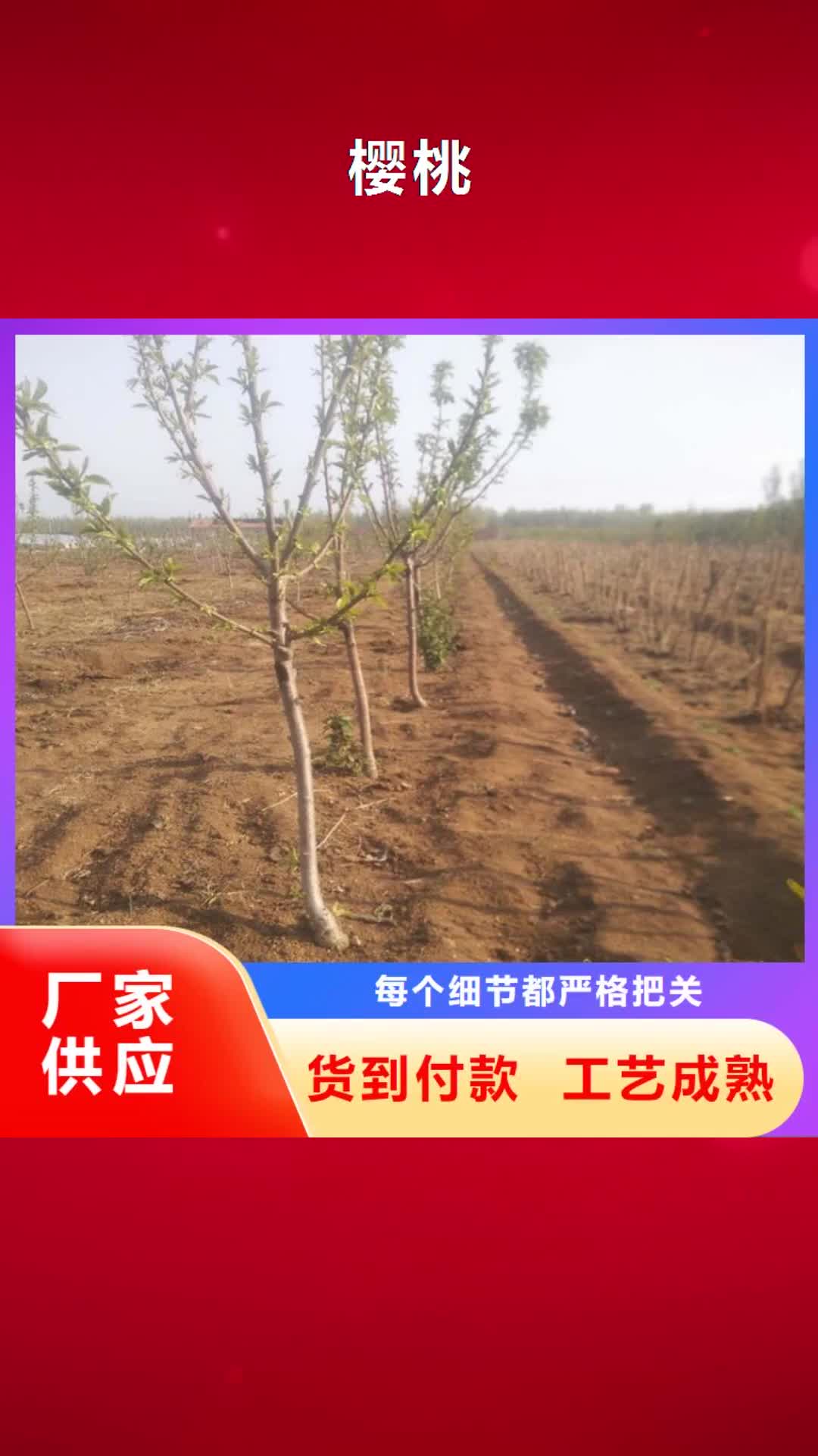 鄂州 樱桃-【樱桃苗】出厂价