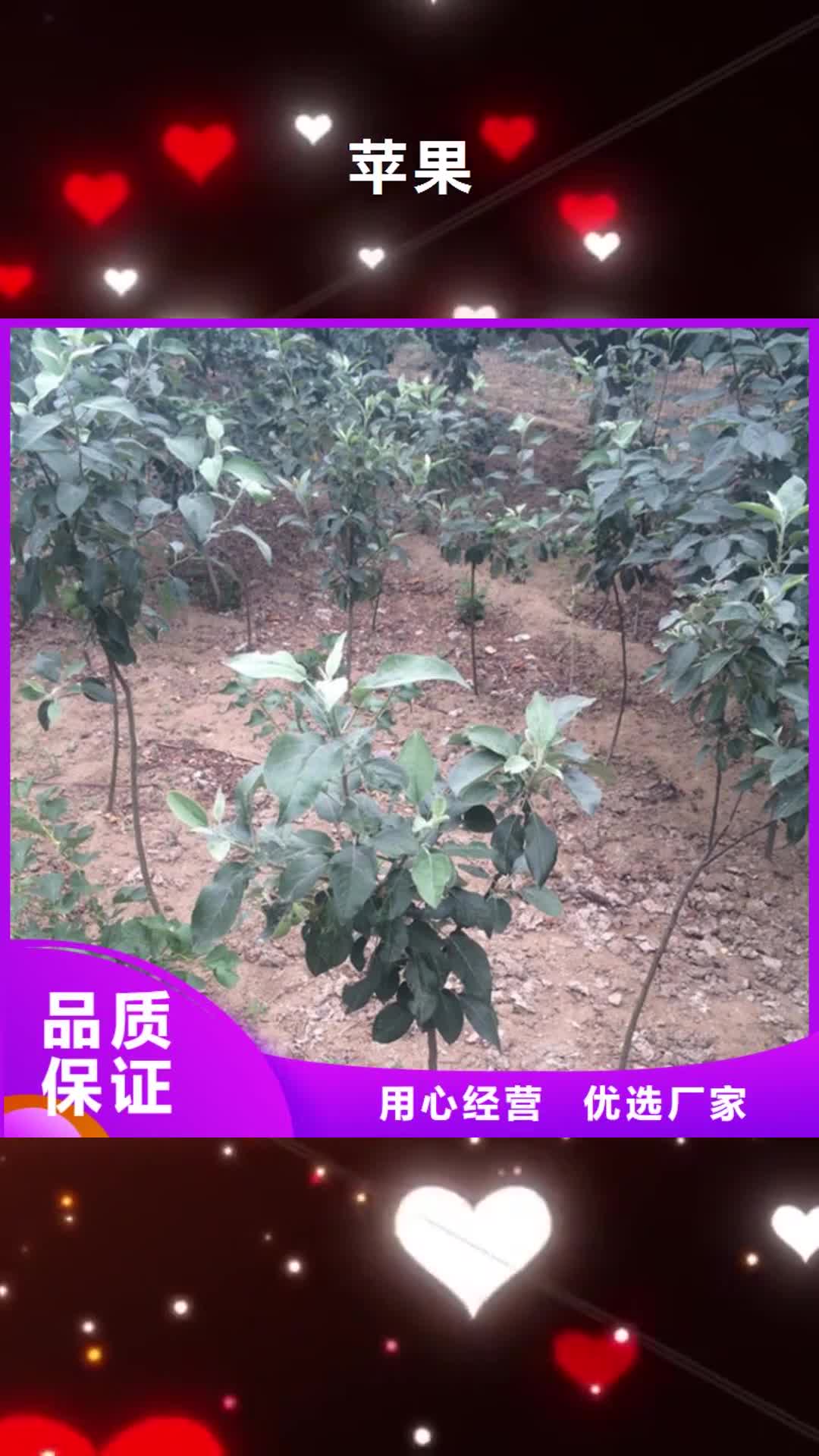 郑州【苹果】 樱桃苗工厂自营