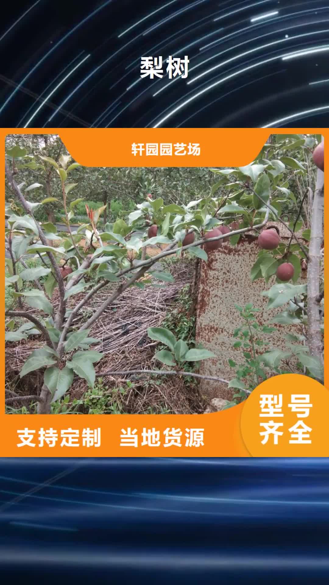 衡阳 梨树_【苹果苗】现货销售