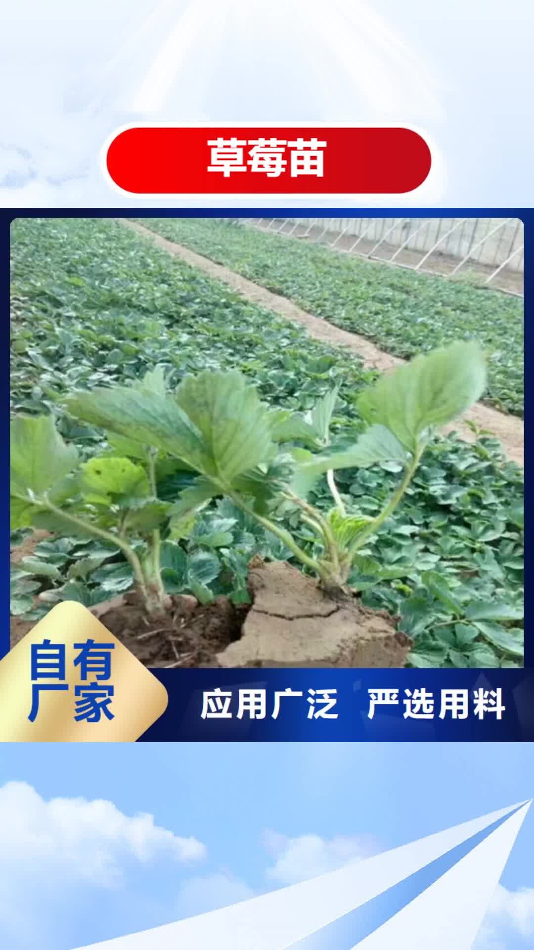 日喀则【草莓苗】 梨树苗实地大厂